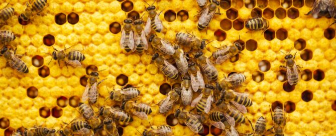 a bunch of bees that are on a beehive