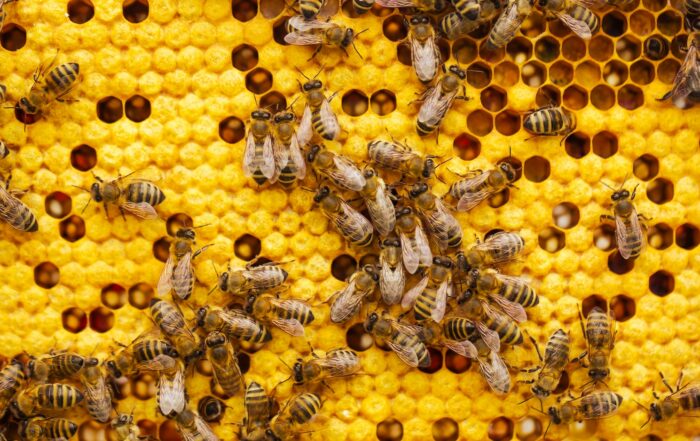 a bunch of bees that are on a beehive