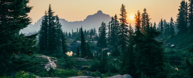 pine trees field near mountain under sunset