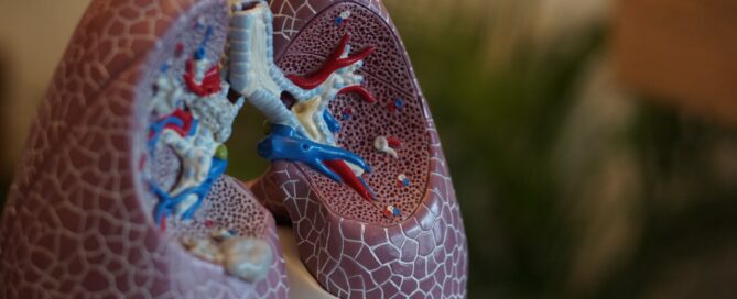 selective focus photography of anatomy lungs