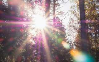 forest with sunlight