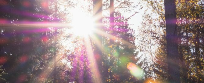 forest with sunlight
