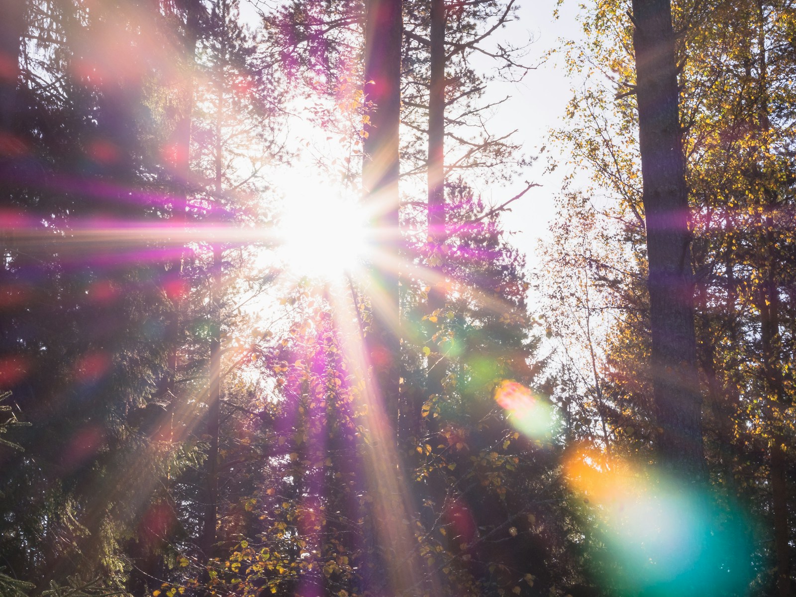 forest with sunlight