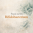 Focus sur les Bifidobacterium