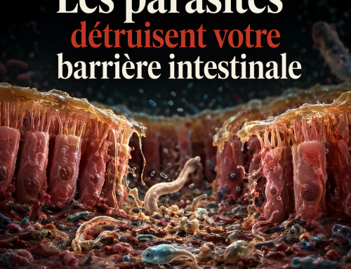 Comment certains parasites détruisent votre barrière intestinale