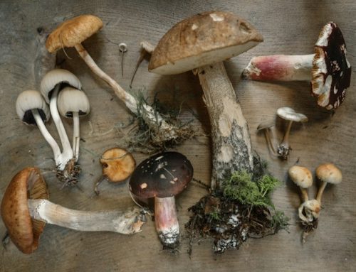 Mycothérapie : ce que la science dit (et ne dit pas encore) des champignons médicinaux
