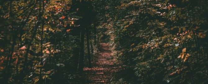 chemin au milieu de la forêt canadienne