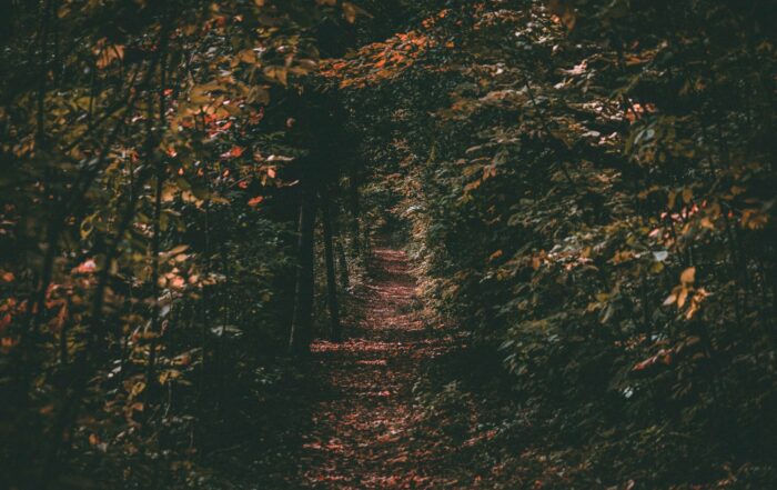 chemin au milieu de la forêt canadienne
