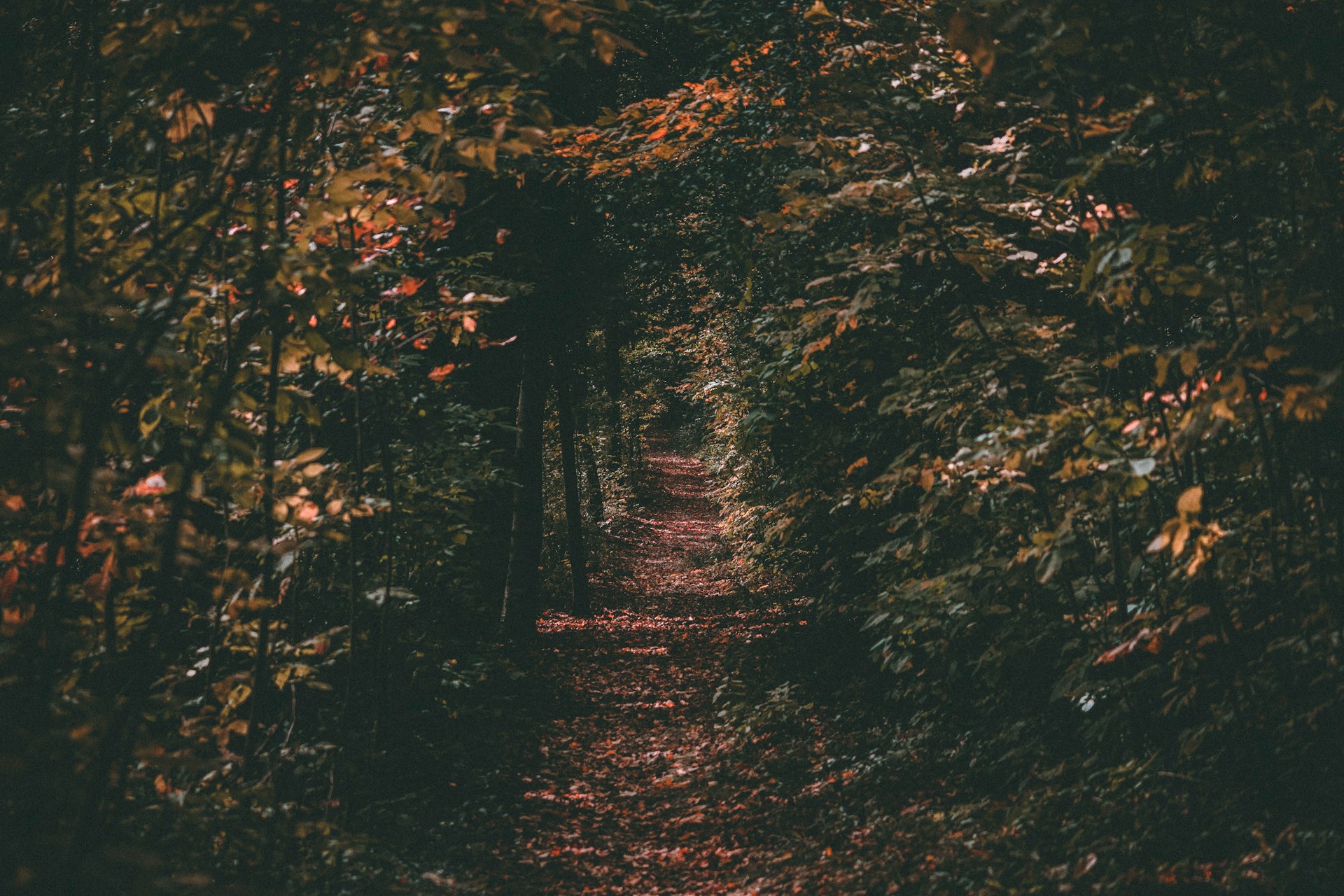 chemin au milieu de la forêt canadienne