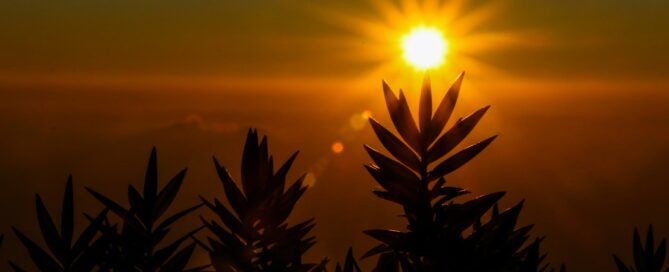 Soleil levant devant des plantes