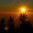 Soleil levant devant des plantes