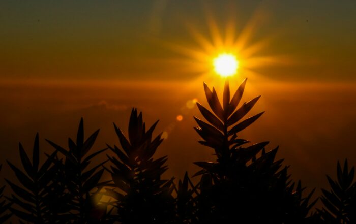 Soleil levant devant des plantes