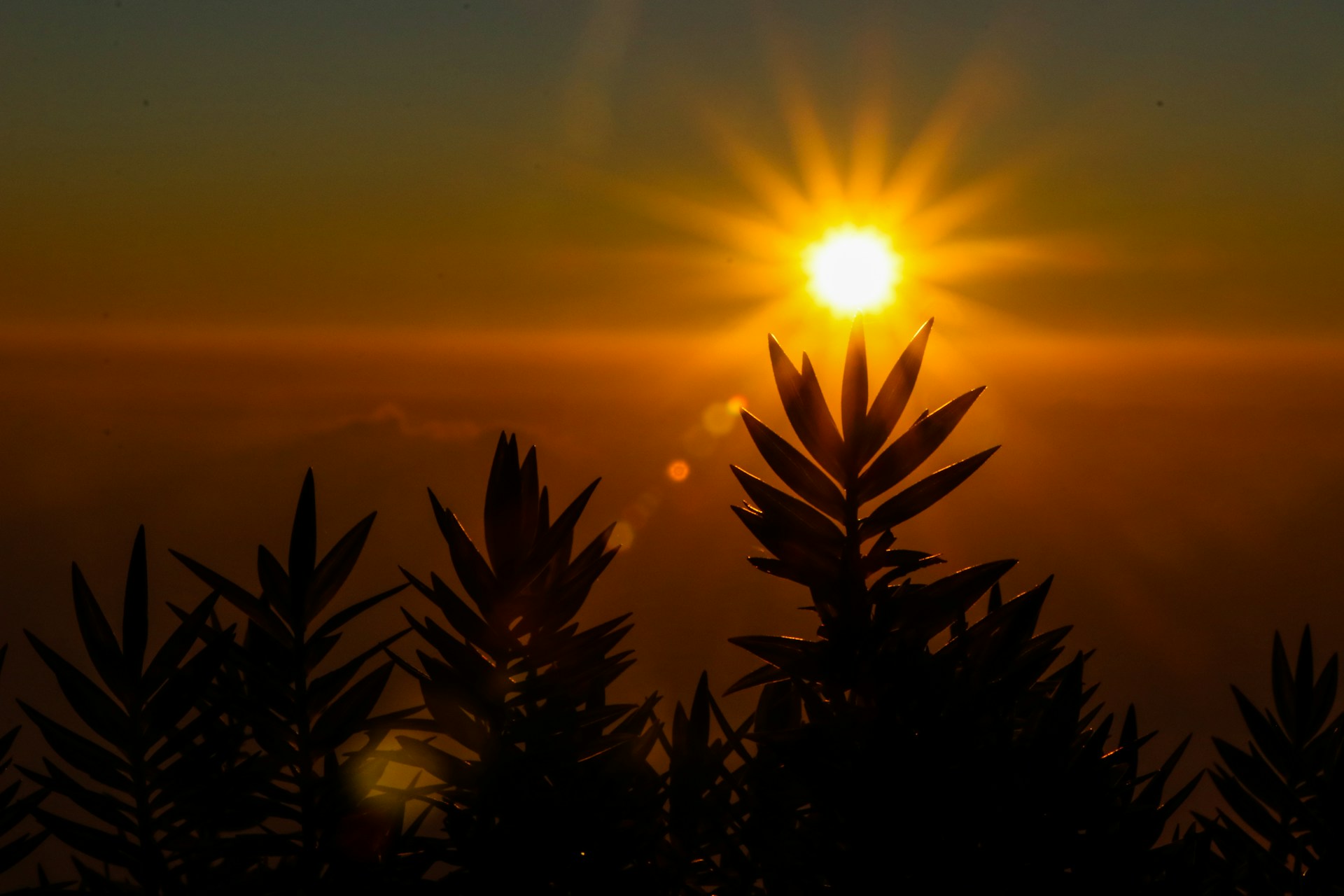 Soleil levant devant des plantes