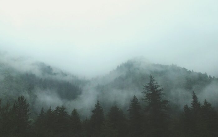 Forêt enveloppée de brume dans la lumière douce du matin