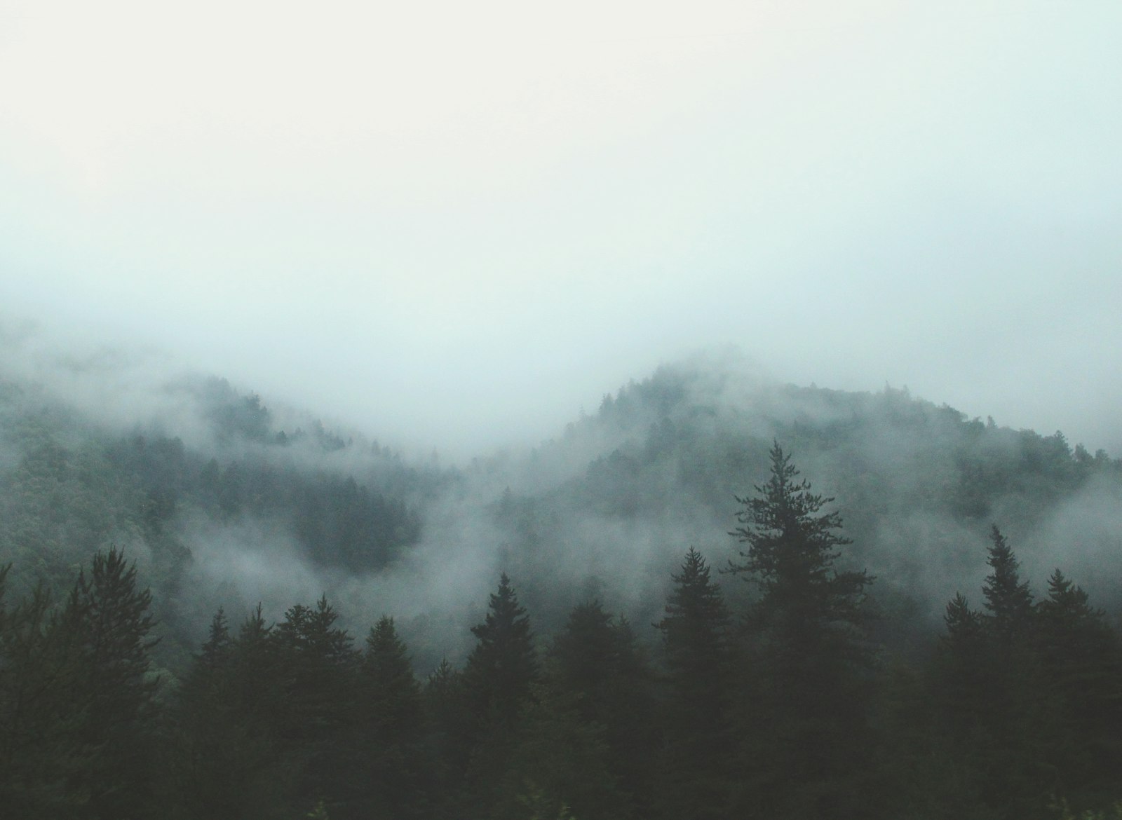 Forêt enveloppée de brume dans la lumière douce du matin