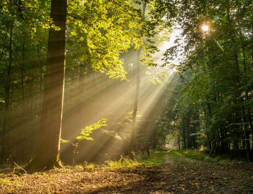Vitamine D : ce que l&rsquo;anthropologie et la science savent vraiment de nos besoins