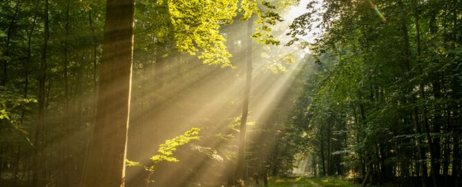 Soleil au travers des arbres