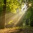 Soleil au travers des arbres