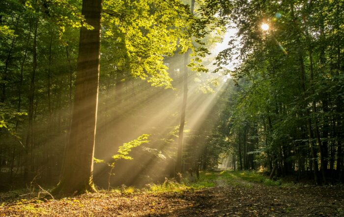 Soleil au travers des arbres