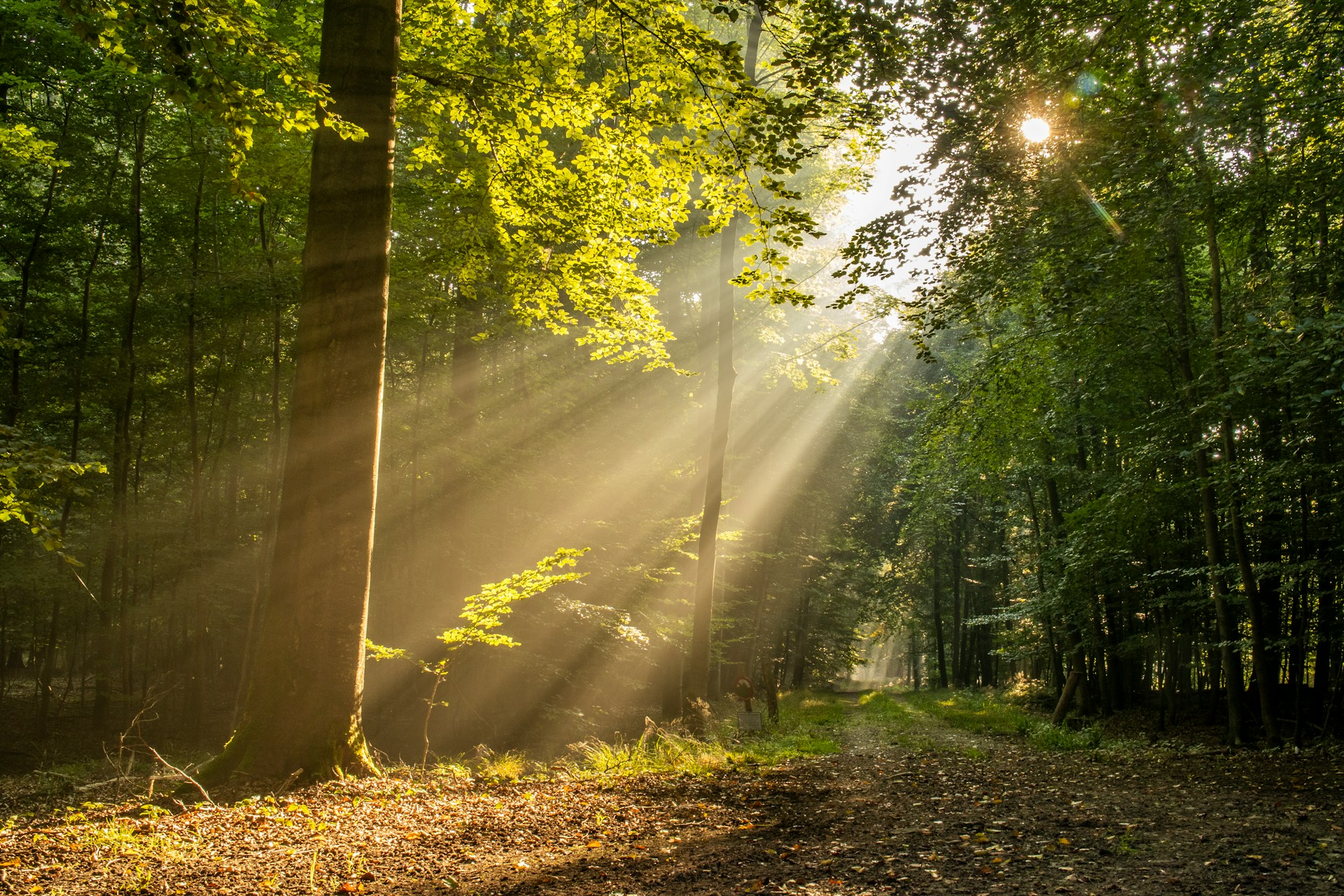Soleil au travers des arbres